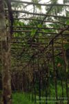 Kottawa Forest Reserve las deszczowy na Sri Lance