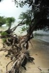 plaże i drzewa Ko Pha Ngan
