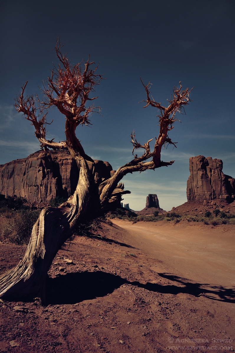 drzewo w Monument Valley