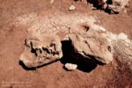 Tuba City Dinosaur Tracks, ślady dinozaurów w USA