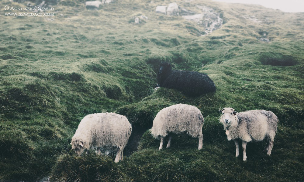 Owce na Wyspach Owczych