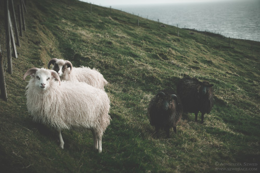 Owce na Wyspach Owczych