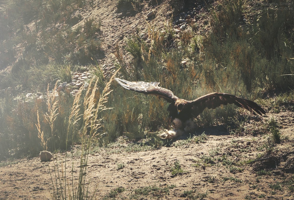 Polowanie z orłami - sokolnicy w Kirgistanie