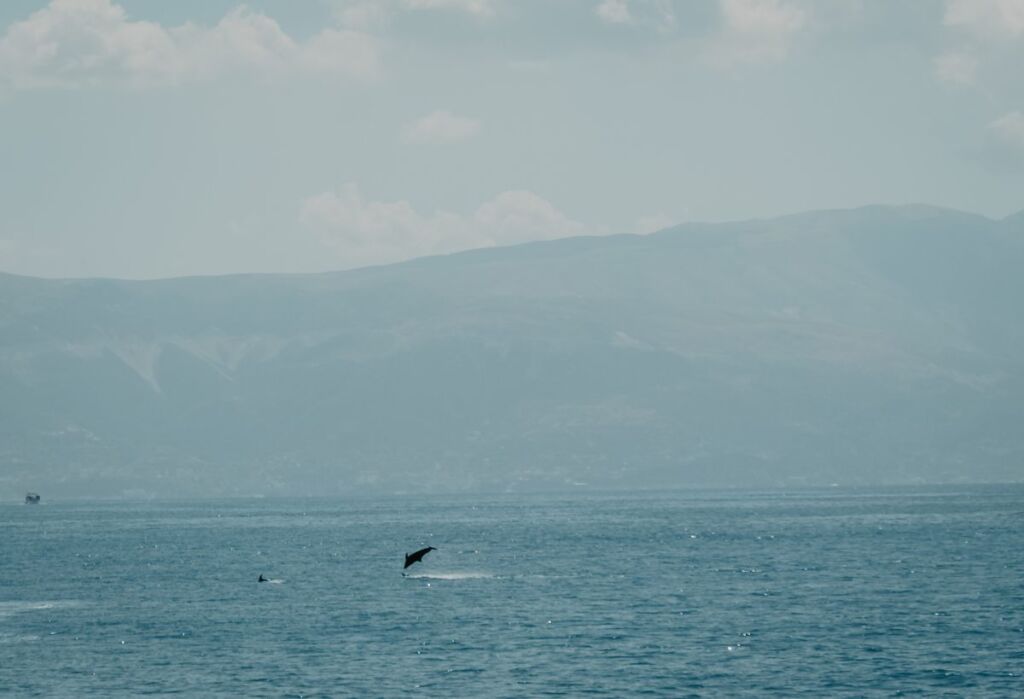 delfiny w Albanii